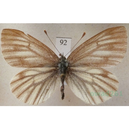 Pieris bryoniae (Hübner, 1806) female Bielinek bryonie Austria92